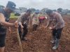 Sukseskan Program Swasembada Pangan Camat dan Kapolsek Rajeg Tanam Jagung Bersama IMG-20250208-WA0049(1)