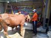 Ketika Sujud dan Pengorbanan Bertemu di Hari Raya Qurban 1447 H / 2026 di Masjid Nurul Islam